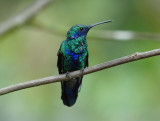 Sparkling Violetear