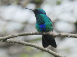 Sparkling Violetear