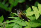 Speckled Hummingbird