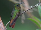 Tyrian Metaltail
