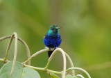 Violet-bellied Hummingbird