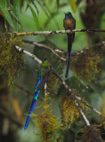 Violet-tailed Sylph