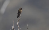 Violet-throated Metaltail