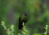 Viridian Metaltail