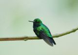 Western Emerald