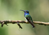 White-necked Jacobin