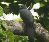 Slaty-tailed Trogon