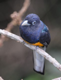 White-tailed Trogon