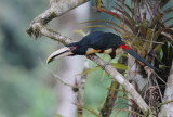 Pale-mandibled Aracari3