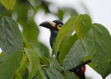 Plate-billed Mountain-Toucan2
