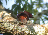 Waved Woodpecker