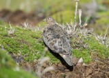 Rufous-bellied Seedsnipe