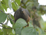 Sickle-winged Guan3