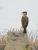 Crested Caracara