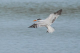 Royal Tern2
