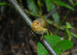 Ochre-breasted Antpitta3