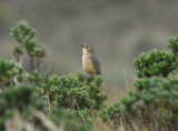 Tawny Antpitta2