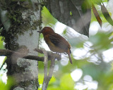 Bright-rumped Attila