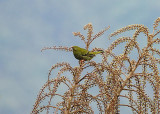 Barred Fruiteater