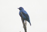 Blue Cotinga2