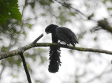Long-wattled Umbrellabird2