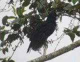 Long-wattled Umbrellabird4