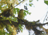 Olivaceous Piha