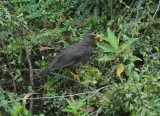 Great Thrush