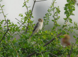 Chestnut-throated Seedeater