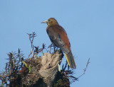 Russet-backed Oropendola