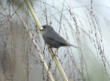 Slaty Finch