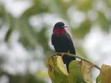 Purple-throated Fruitcrow2