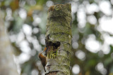 Mountain Wren