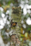 Mountain Wren2
