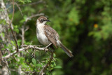 Galapagos Mockingbird