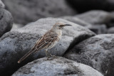 Hood Mockingbird