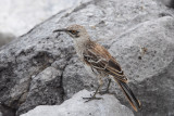 Hood Mockingbird