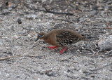 Galapagos Dove