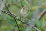 Green Warbler Finch