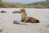 Galapagos Sea-Lion