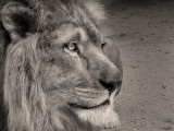 lionK1.jpg