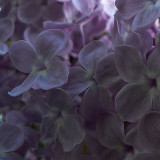 Le lilas