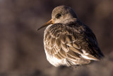 Purple Sandpiper - Paarse Strandloper