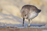 Dunlin - Bonte Strandloper
