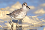 Knot - Kanoet