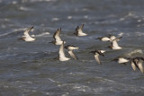 Dunlin - Bonte Strandloper