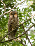 Long eared Owl - Ransuil