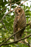 Long eared Owl - Ransuil