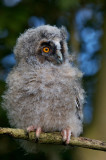 Long eared Owl - Ransuil