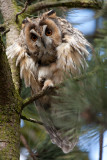 Long eared Owl - Ransuil